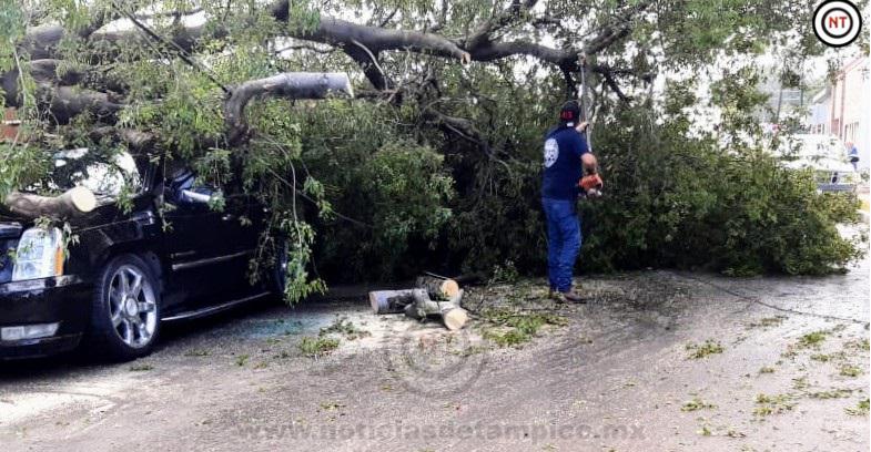 Levantan más de un centenar de árboles destruidos por tromba – NT |  Noticias de Tampico Tamaulipas