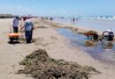 Intensifican Trabajos de Retiro de Lirio y Palizada en Playa Miramar, Tras las Intensas Lluvias