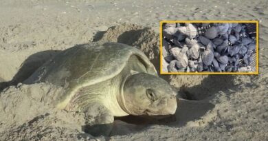 Cerró temporada de tortuga lora con 150 mil crías liberadas al mar