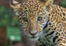 Canalizará Comisión de Parques cachorros de jaguar donados a la Biósfera El Cielo