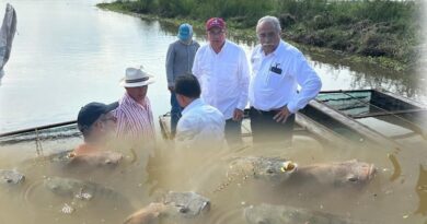 Siembra Gobierno de Altamira 500 mil alevines para repoblar la Laguna de Champayán