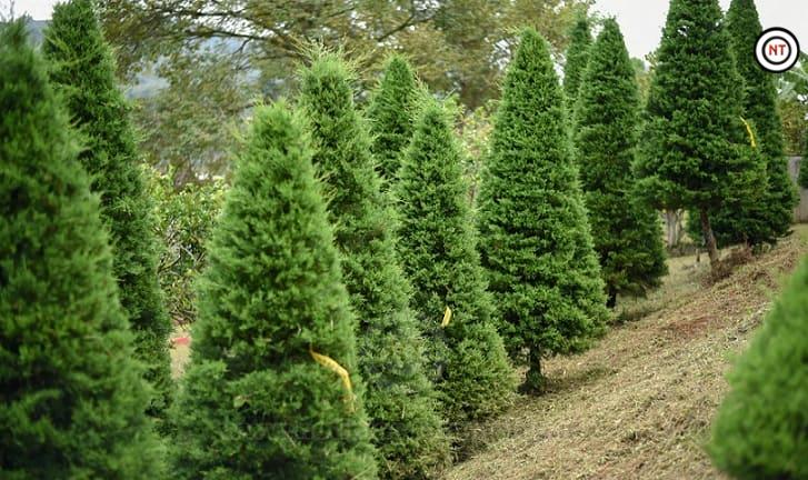 Árboles de Navidad importados, bajo la lupa de Profepa