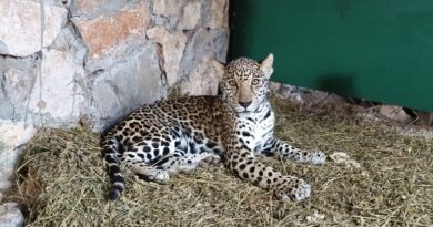 Llegan cachorros de jaguar al Parque Ecológico Biósfera El Cielo